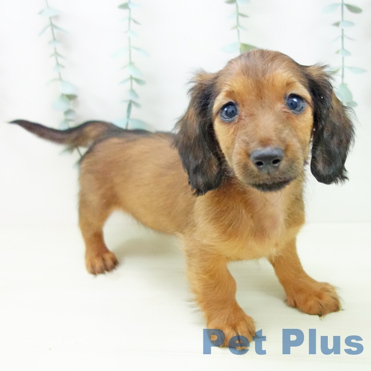 和歌山県のミニチュアダックスフンド(ロング) (ペットプラス 和歌山店/2025年11月7日生まれ/女の子/シェーデットレッド)の子犬の1枚目の画像