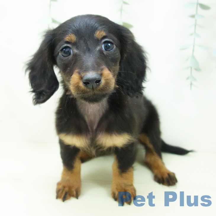 大阪府のミニチュアダックスフンド(ロング) (ペットプラス ららぽーと和泉店/2025年11月7日生まれ/女の子/ブラックタン)の子犬の2枚目の画像