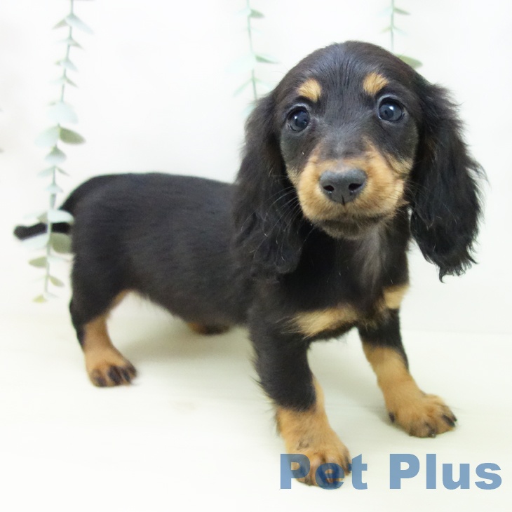 大阪府のミニチュアダックスフンド(ロング) (ペットプラス 堺北花田店/2025年11月7日生まれ/女の子/ブラックタン)の子犬の1枚目の画像