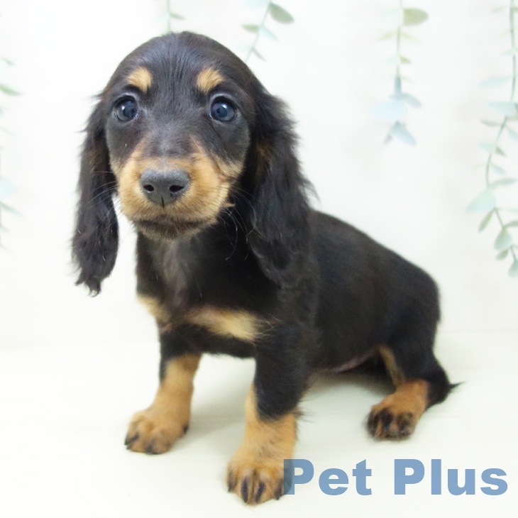 大阪府のミニチュアダックスフンド(ロング) (ペットプラス 堺北花田店/2025年11月7日生まれ/女の子/ブラックタン)の子犬の2枚目の画像