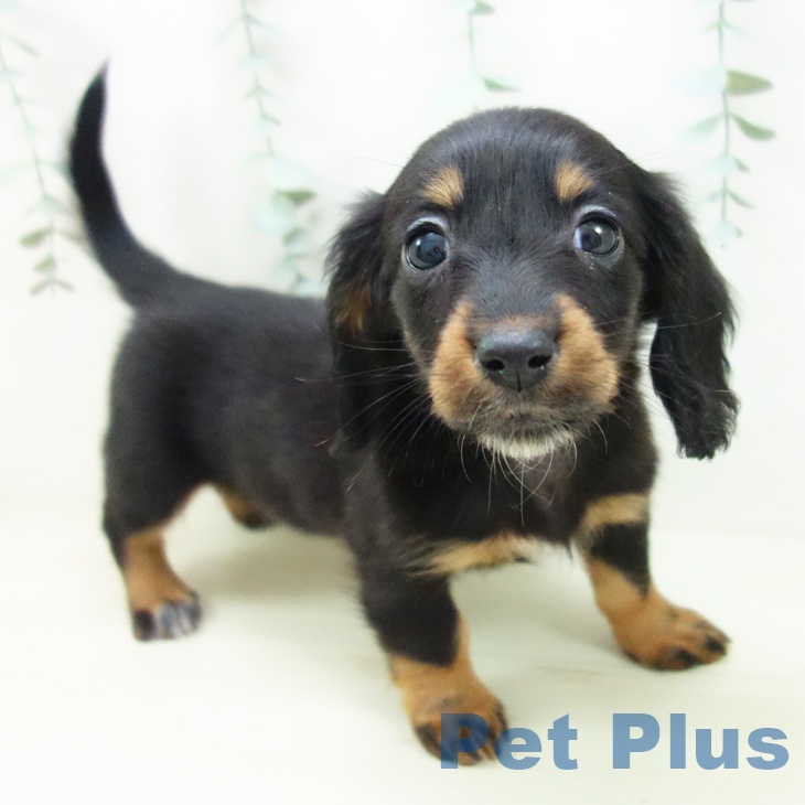 大阪府のミニチュアダックスフンド(ロング) (ペットプラス 大阪ドームシティ店/2025年11月7日生まれ/女の子/ブラックタン)の子犬の1枚目の画像