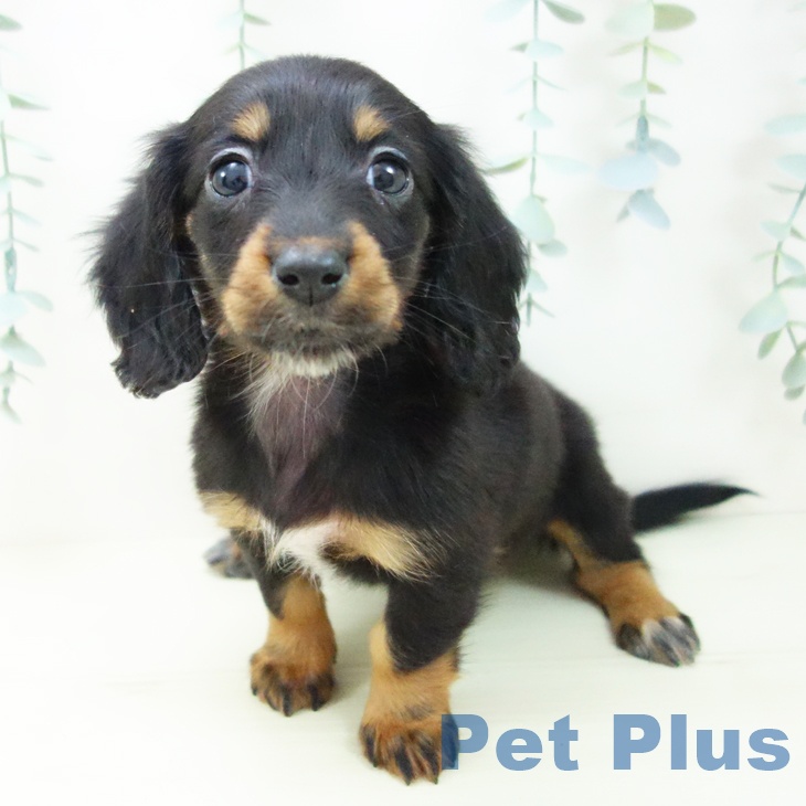 大阪府のミニチュアダックスフンド(ロング) (ペットプラス 大阪ドームシティ店/2025年11月7日生まれ/女の子/ブラックタン)の子犬の2枚目の画像