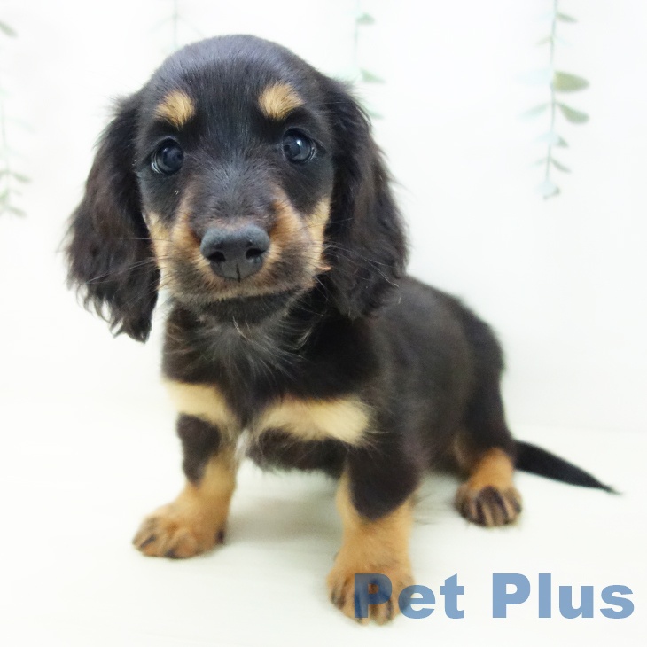 大阪府のミニチュアダックスフンド(ロング) (ペットプラス 鶴見店/2025年11月7日生まれ/男の子/ブラックタン)の子犬の1枚目の画像