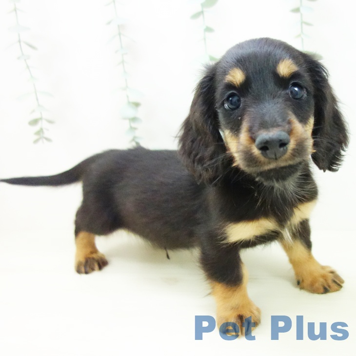 大阪府のミニチュアダックスフンド(ロング) (ペットプラス 鶴見店/2025年11月7日生まれ/男の子/ブラックタン)の子犬の2枚目の画像