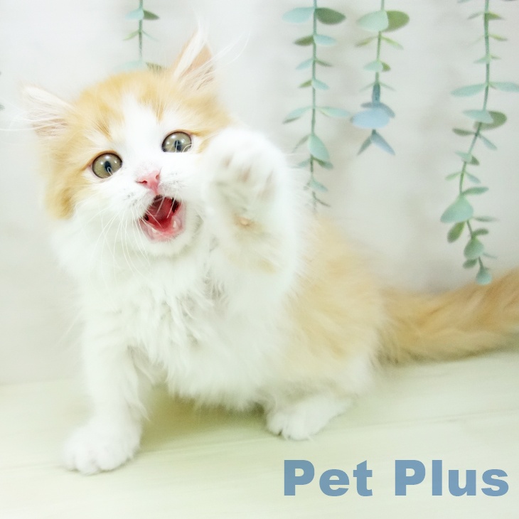 愛知県のミヌエット (ペットプラス ナゴヤドーム前店/2025年10月26日生まれ/男の子/レッドタビーホワイト)の子猫の2枚目の画像