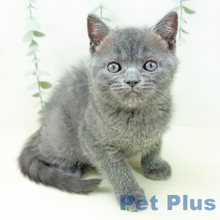 愛知県のブリティッシュショートヘアー (ペットプラス 則武新町店/2025年11月6日生まれ/男の子/ブルー)の子猫の1枚目の画像