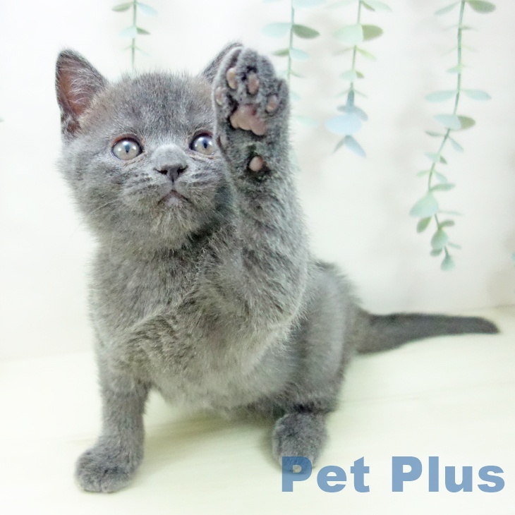 愛知県のブリティッシュショートヘアー (ペットプラス 則武新町店/2025年11月6日生まれ/男の子/ブルー)の子猫の2枚目の画像