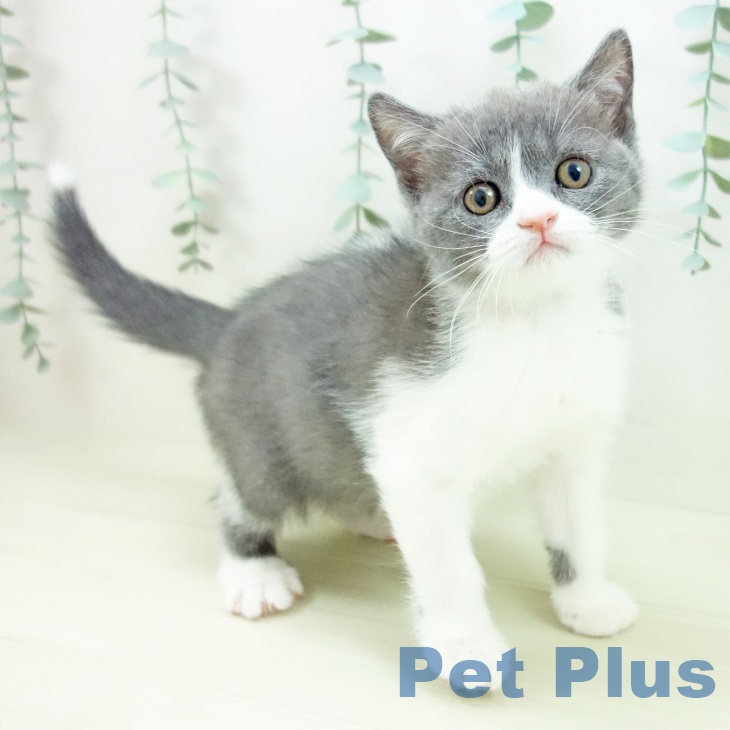岐阜県のブリティッシュショートヘアー (ペットプラス 光ケ丘店/2025年11月6日生まれ/女の子/ブルーホワイト)の子猫の1枚目の画像