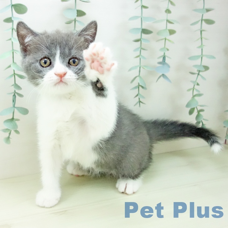 岐阜県のブリティッシュショートヘアー (ペットプラス 光ケ丘店/2025年11月6日生まれ/女の子/ブルーホワイト)の子猫の2枚目の画像