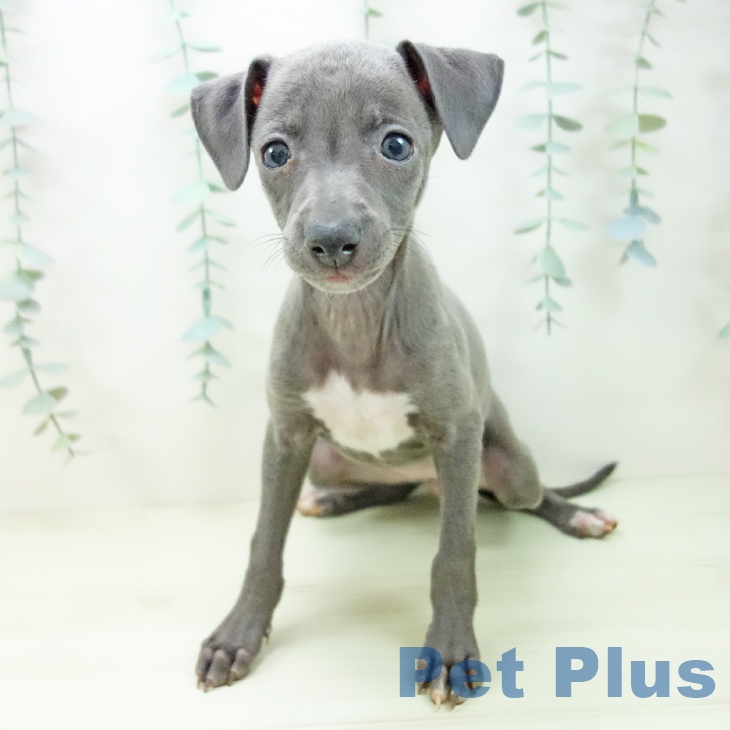 愛知県のイタリアングレーハウンド (ペットプラス mozoワンダーシティ店/2025年11月7日生まれ/女の子/ブルー)の子犬の1枚目の画像