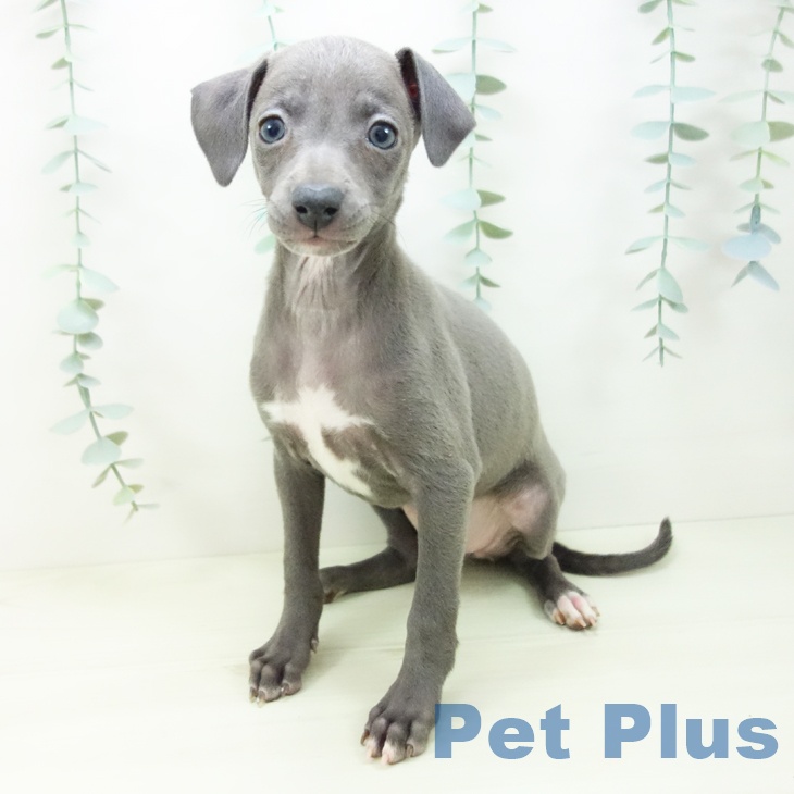愛知県のイタリアングレーハウンド (ペットプラス 岡崎店/2025年11月7日生まれ/女の子/ブルー)の子犬の1枚目の画像