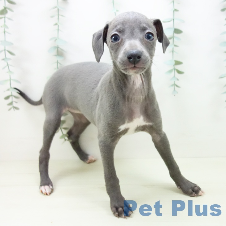 愛知県のイタリアングレーハウンド (ペットプラス 岡崎店/2025年11月7日生まれ/女の子/ブルー)の子犬の2枚目の画像