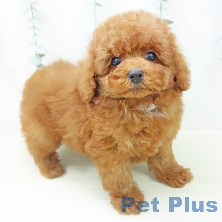 奈良県のトイプードル(トイ) (ペットプラス 大和郡山店/2025年11月7日生まれ/男の子/レッド)の子犬の1枚目の画像