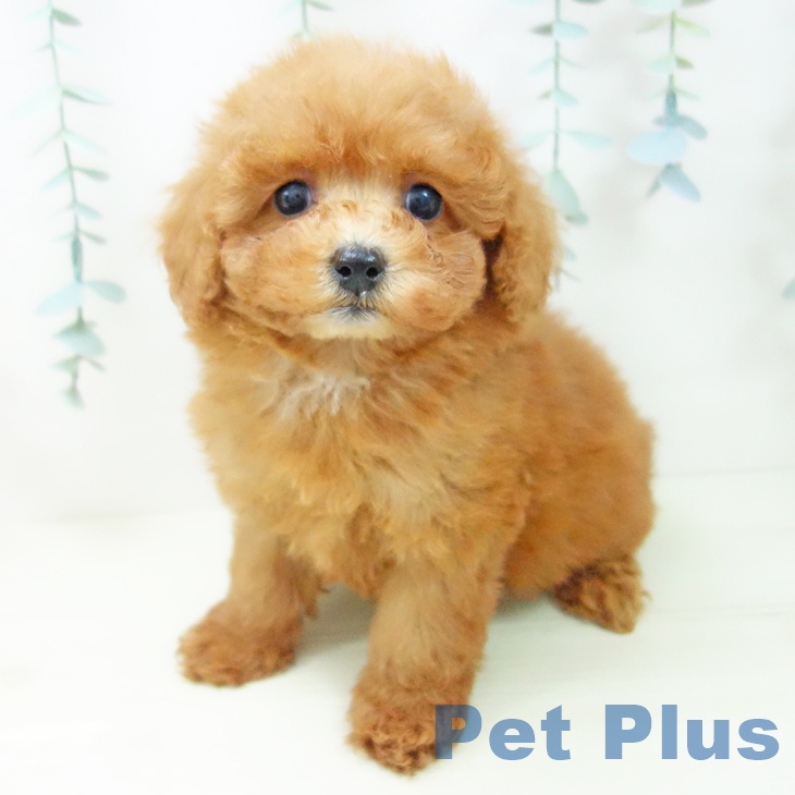 京都府のトイプードル(トイ) (ペットプラス 京都桂川店/2025年11月7日生まれ/女の子/レッド)の子犬の1枚目の画像