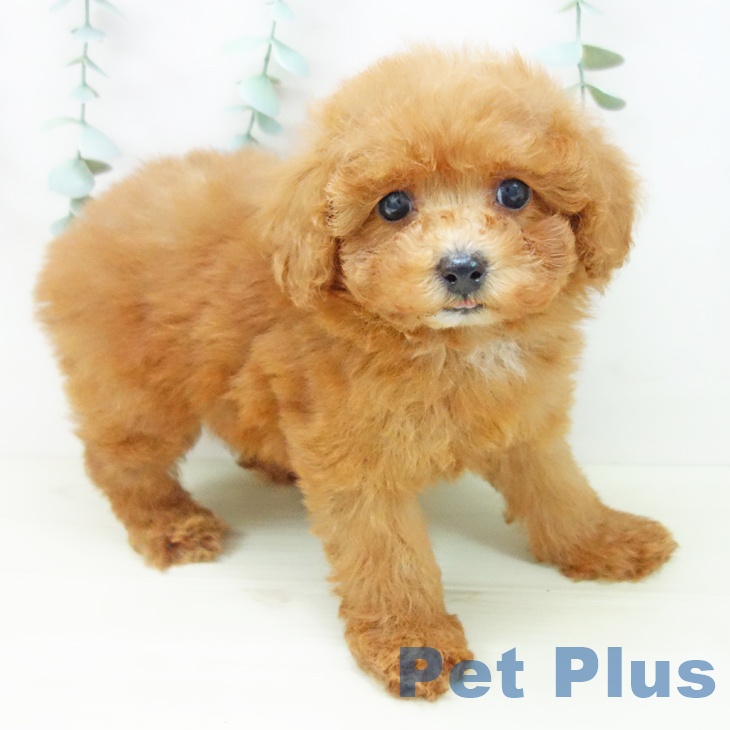 京都府のトイプードル(トイ) (ペットプラス 京都桂川店/2025年11月7日生まれ/女の子/レッド)の子犬の2枚目の画像