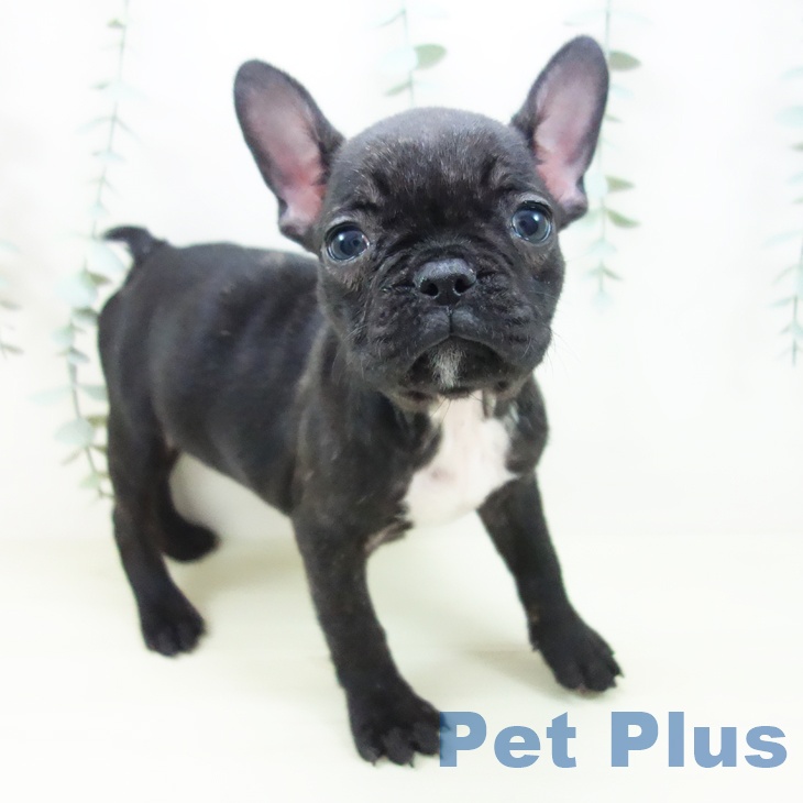 京都府のフレンチブルドッグ (ペットプラス 醍醐店/2025年11月6日生まれ/女の子/ブリンドル)の子犬の1枚目の画像