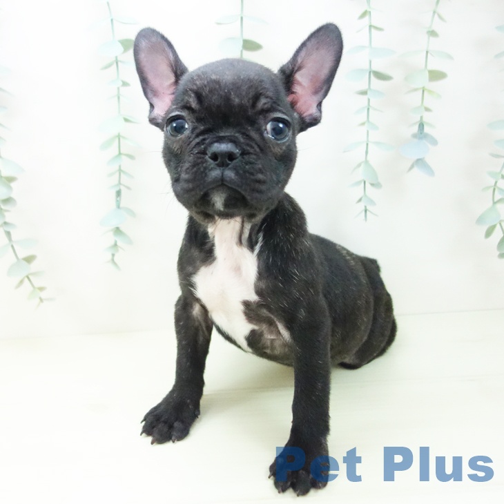 京都府のフレンチブルドッグ (ペットプラス 醍醐店/2025年11月6日生まれ/女の子/ブリンドル)の子犬の2枚目の画像