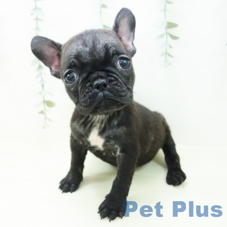 大阪府のフレンチブルドッグ (ペットプラス ららぽーと和泉店/2025年11月6日生まれ/女の子/ブリンドル)の子犬の1枚目の画像