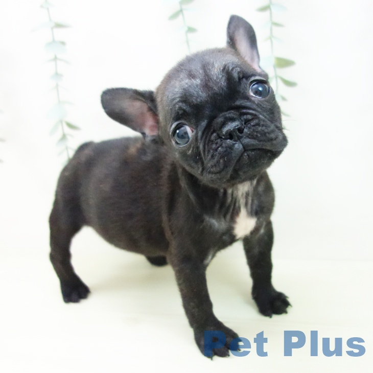 大阪府のフレンチブルドッグ (ペットプラス ららぽーと和泉店/2025年11月6日生まれ/女の子/ブリンドル)の子犬の2枚目の画像