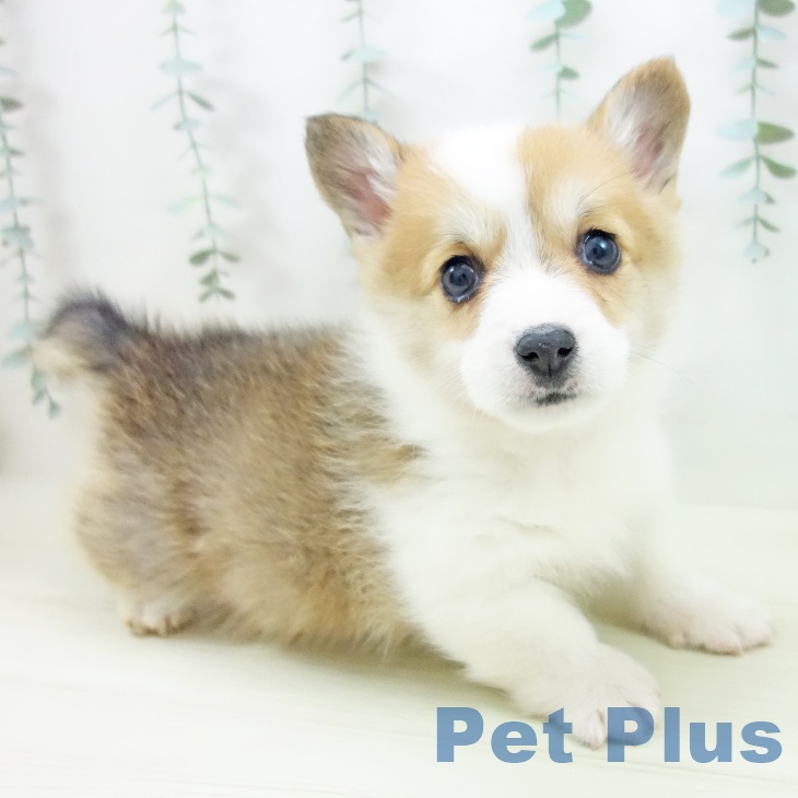 兵庫県のウェルシュコーギーペンブローク (ペットプラス 神戸三宮店/2025年10月25日生まれ/男の子/レッドホワイト)の子犬の1枚目の画像