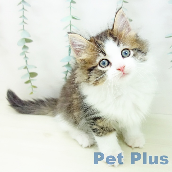 愛知県のノルウェージャンフォレストキャット (ペットプラス ナゴヤドーム前店/2025年11月7日生まれ/男の子/ブラウンタビーホワイト)の子猫の1枚目の画像
