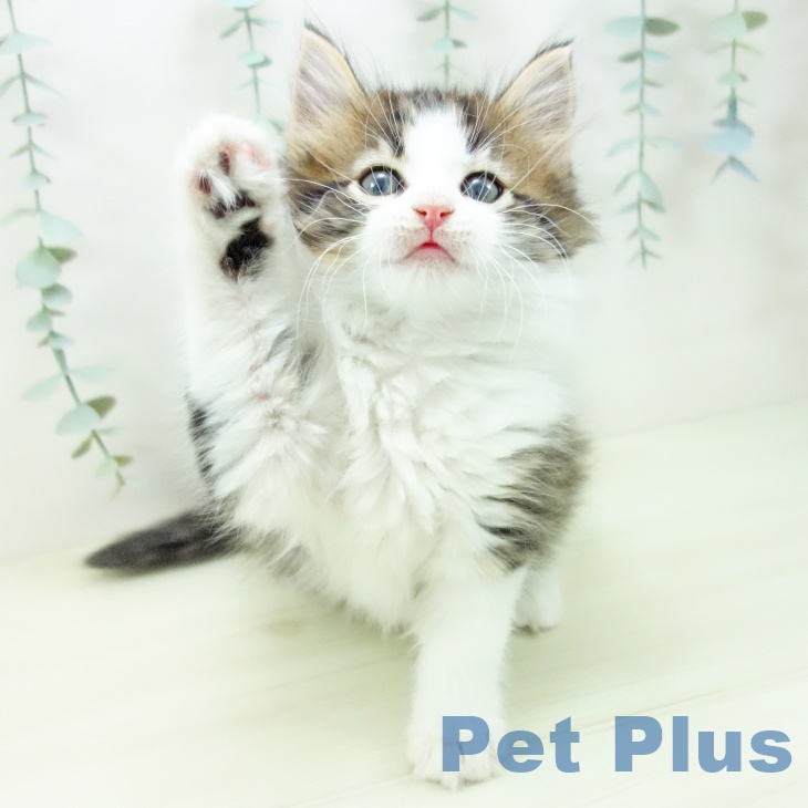 愛知県のノルウェージャンフォレストキャット (ペットプラス ナゴヤドーム前店/2025年11月7日生まれ/男の子/ブラウンタビーホワイト)の子猫の2枚目の画像