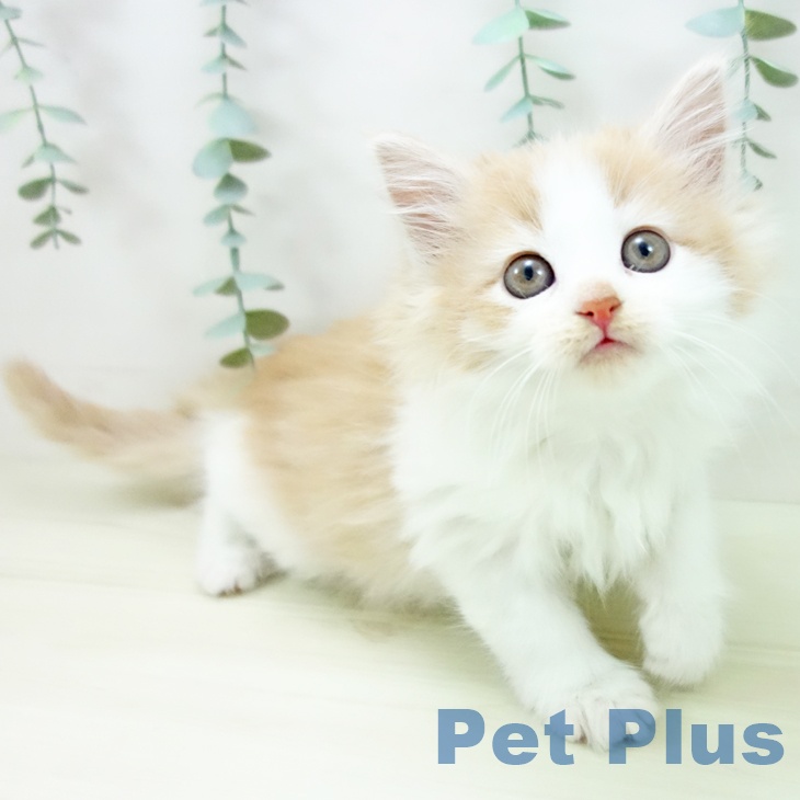 愛知県のノルウェージャンフォレストキャット (ペットプラス 岡崎店/2025年11月7日生まれ/女の子/クリームタビーホワイト)の子猫の1枚目の画像