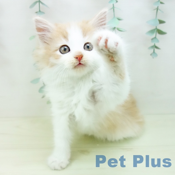 愛知県のノルウェージャンフォレストキャット (ペットプラス 岡崎店/2025年11月7日生まれ/女の子/クリームタビーホワイト)の子猫の2枚目の画像
