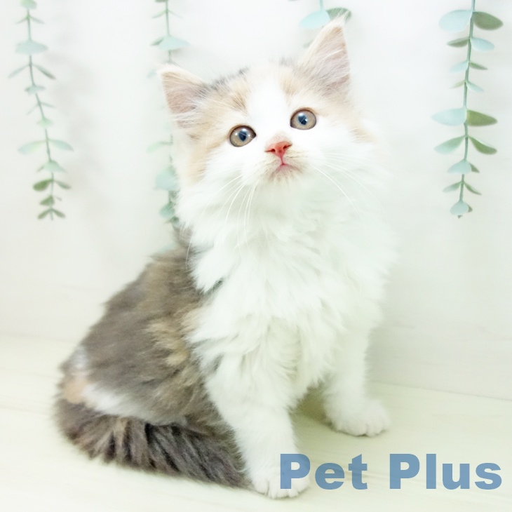 愛知県のノルウェージャンフォレストキャット (ペットプラス ナゴヤドーム前店/2025年11月7日生まれ/女の子/ダイリュートキャリコ)の子猫の1枚目の画像