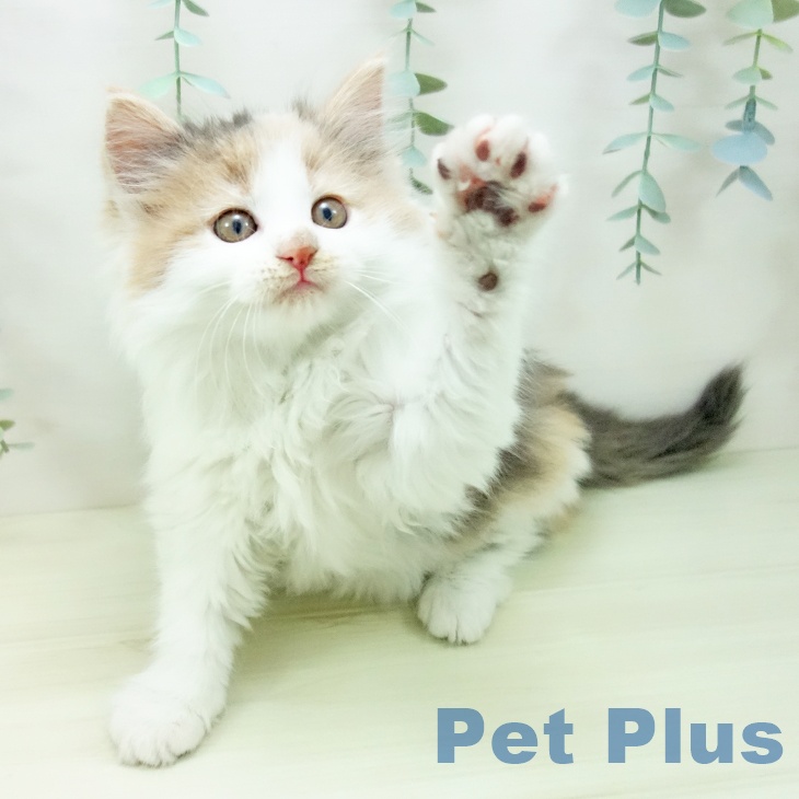 愛知県のノルウェージャンフォレストキャット (ペットプラス ナゴヤドーム前店/2025年11月7日生まれ/女の子/ダイリュートキャリコ)の子猫の2枚目の画像