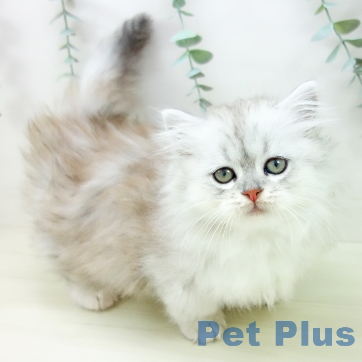 岐阜県のミヌエット (ペットプラス 各務原店/2025年10月30日生まれ/女の子/シルバータビー)の子猫の2枚目の画像