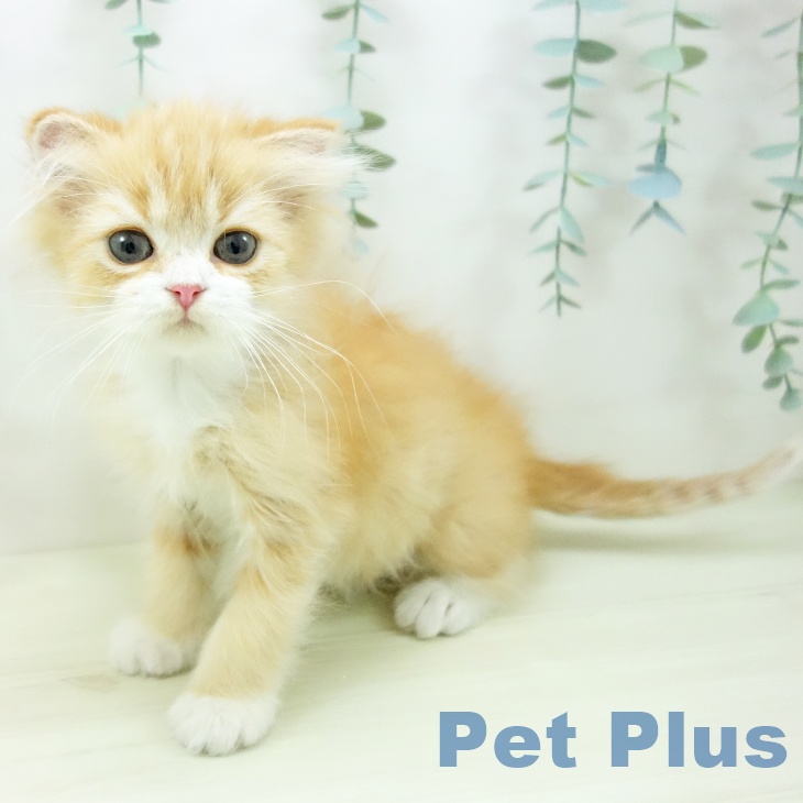 愛知県のスコティッシュフォールド (ペットプラス イオンモール長久手店/2025年10月20日生まれ/男の子/レッドタビーホワイト)の子猫の1枚目の画像