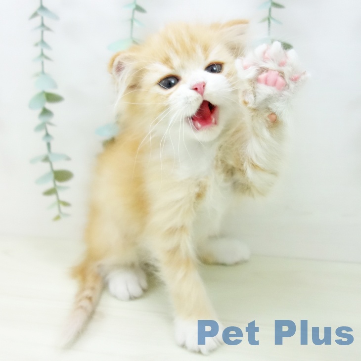 愛知県のスコティッシュフォールド (ペットプラス イオンモール長久手店/2025年10月20日生まれ/男の子/レッドタビーホワイト)の子猫の2枚目の画像