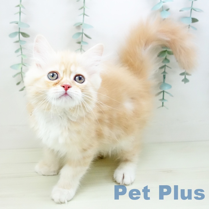 愛知県のミヌエット (ペットプラス イオンモール豊川店/2025年10月30日生まれ/女の子/クリームタビーホワイト)の子猫の1枚目の画像