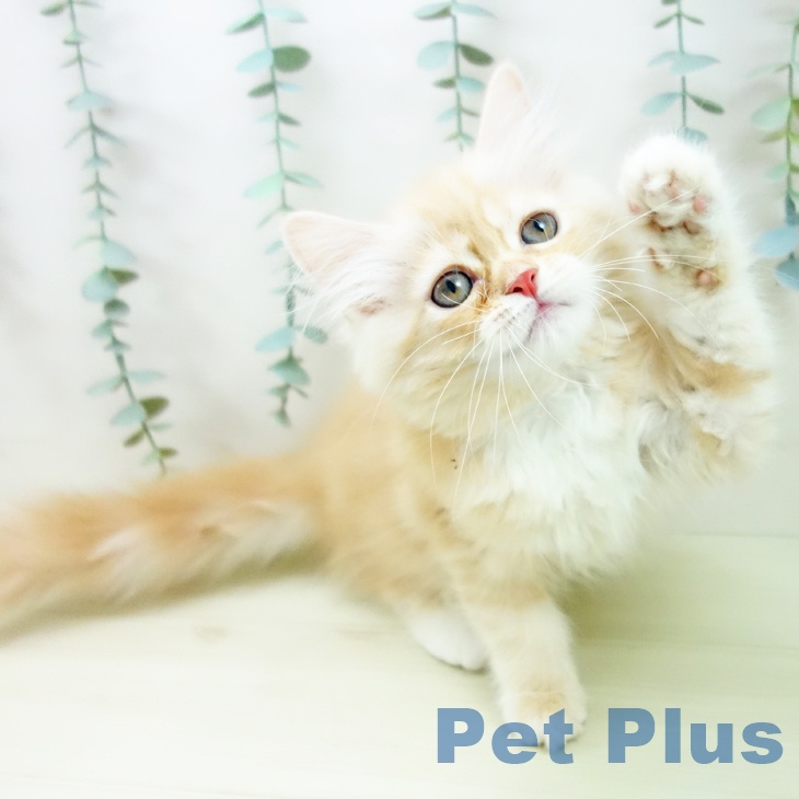 愛知県のミヌエット (ペットプラス イオンモール豊川店/2025年10月30日生まれ/女の子/クリームタビーホワイト)の子猫の2枚目の画像