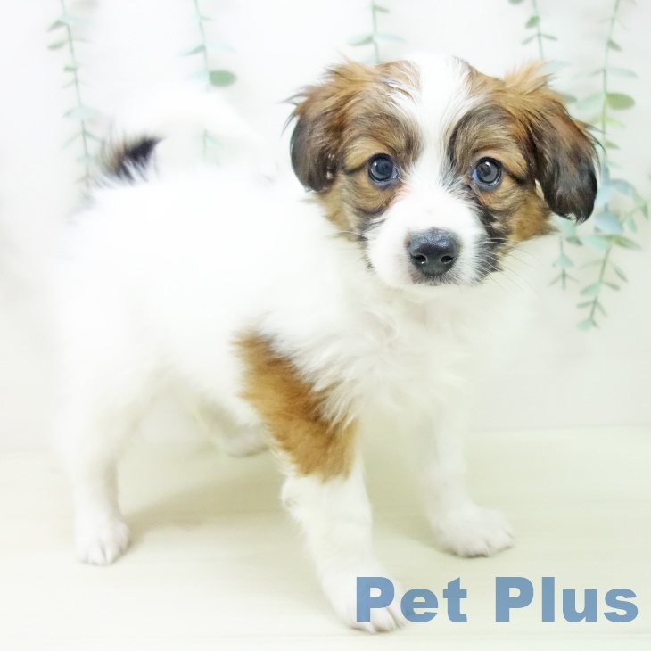 石川県のパピヨン (ペットプラス 白山店/2025年11月9日生まれ/男の子/ホワイトブラウン)の子犬の1枚目の画像