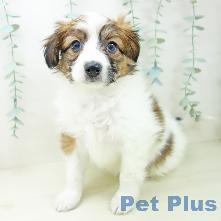 石川県のパピヨン (ペットプラス 白山店/2025年11月9日生まれ/男の子/ホワイトブラウン)の子犬の2枚目の画像