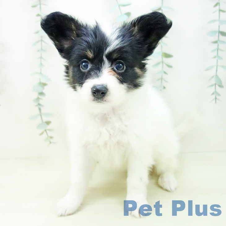 岐阜県のパピヨン (ペットプラス 各務原店/2025年11月9日生まれ/女の子/トライカラー)の子犬の1枚目の画像