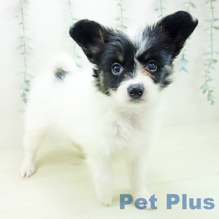 岐阜県のパピヨン (ペットプラス 各務原店/2025年11月9日生まれ/女の子/トライカラー)の子犬の2枚目の画像