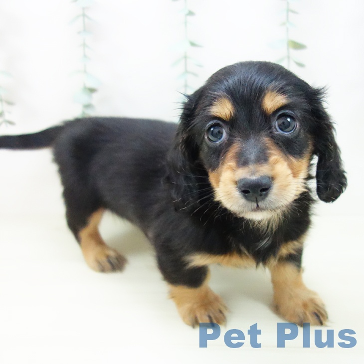 愛知県のミニチュアダックスフンド(ロング) (ペットプラス 千音寺店/2025年11月9日生まれ/男の子/ブラックタン)の子犬の1枚目の画像