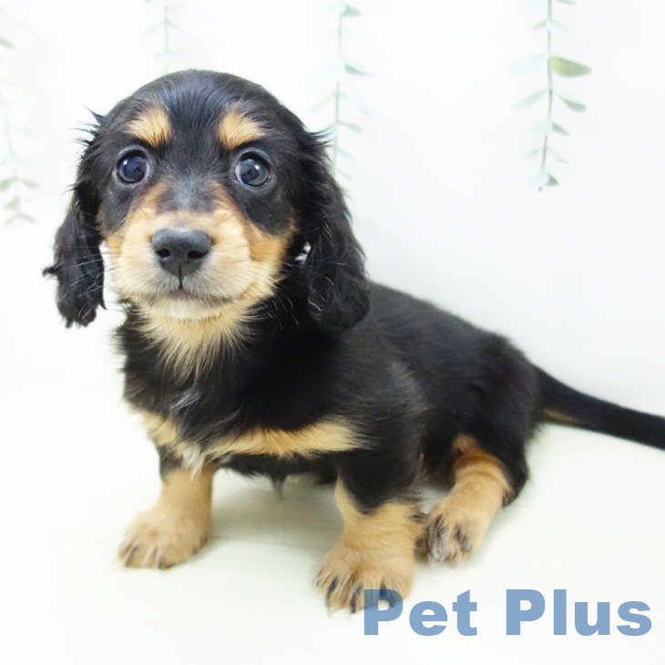 愛知県のミニチュアダックスフンド(ロング) (ペットプラス 千音寺店/2025年11月9日生まれ/男の子/ブラックタン)の子犬の2枚目の画像