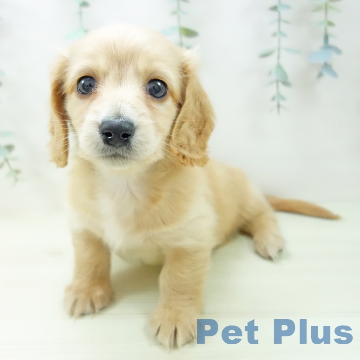 石川県のミニチュアダックスフンド(ロング) (ペットプラス 白山店/2025年11月9日生まれ/男の子/ゴールド)の子犬の1枚目の画像