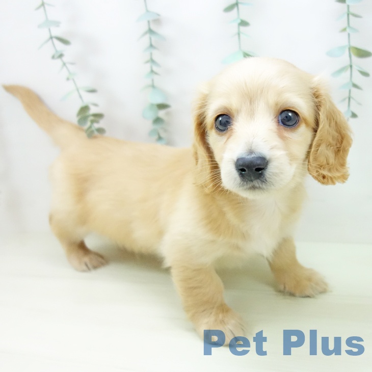 石川県のミニチュアダックスフンド(ロング) (ペットプラス 白山店/2025年11月9日生まれ/男の子/ゴールド)の子犬の2枚目の画像