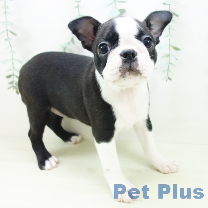 愛知県のボストンテリア (ペットプラス ナゴヤドーム前店/2025年11月6日生まれ/女の子/ボストンカラー)の子犬