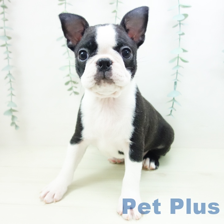 愛知県のボストンテリア (ペットプラス ナゴヤドーム前店/2025年11月6日生まれ/女の子/ボストンカラー)の子犬の2枚目の画像
