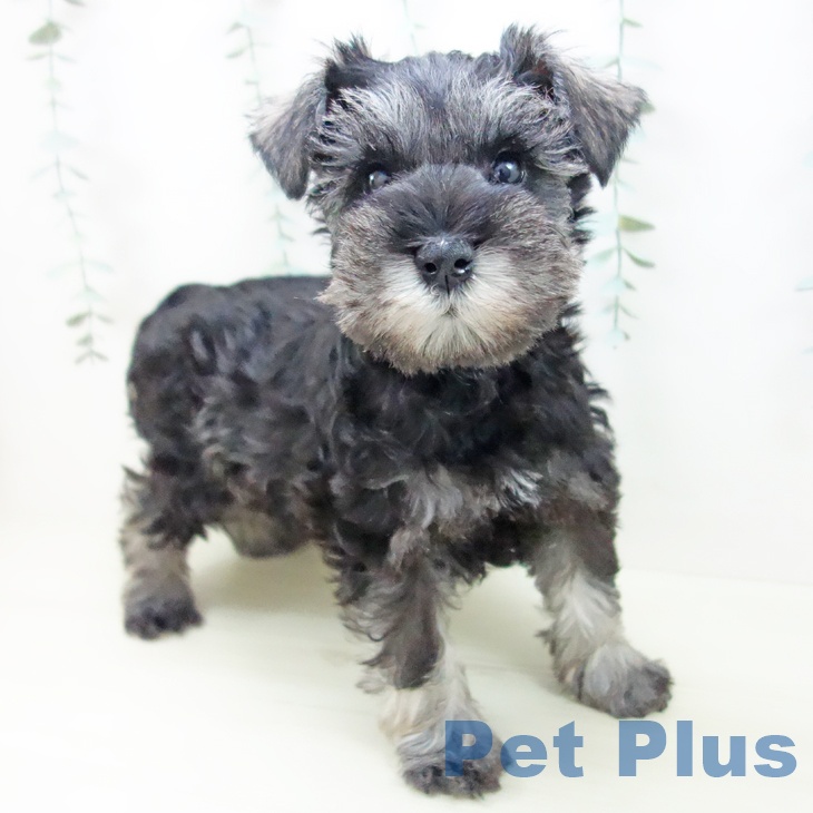 愛知県のミニチュアシュナウザー (ペットプラス ナゴヤドーム前店/2025年11月8日生まれ/男の子/ソルトペッパー)の子犬の1枚目の画像