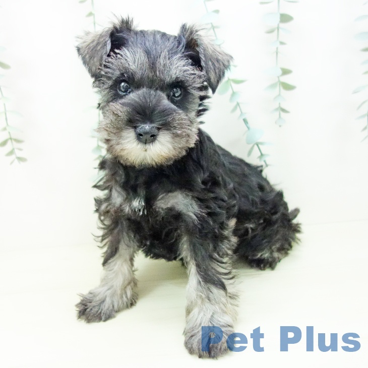 愛知県のミニチュアシュナウザー (ペットプラス ナゴヤドーム前店/2025年11月8日生まれ/男の子/ソルトペッパー)の子犬の2枚目の画像
