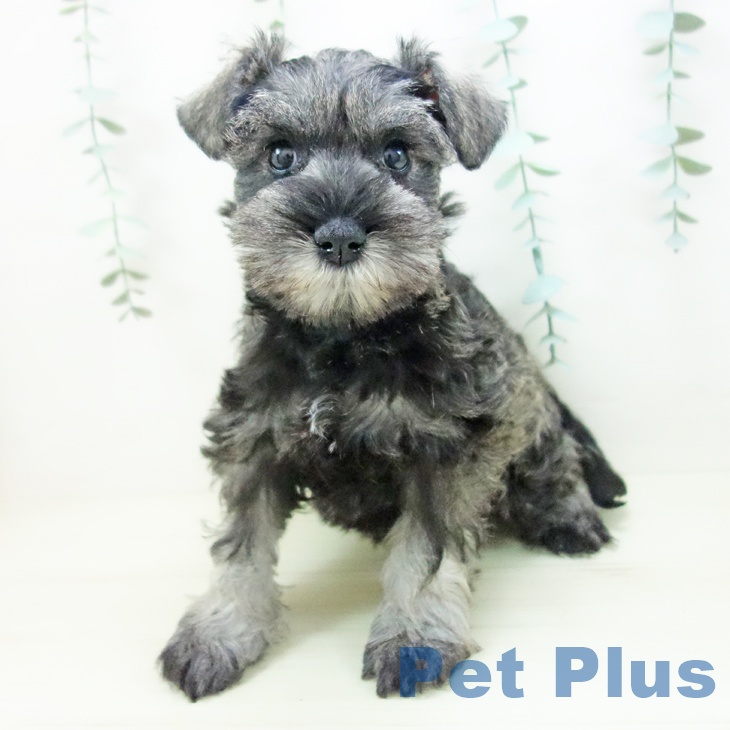 愛知県のミニチュアシュナウザー (ペットプラス 則武新町店/2025年11月8日生まれ/女の子/ソルトペッパー)の子犬の1枚目の画像