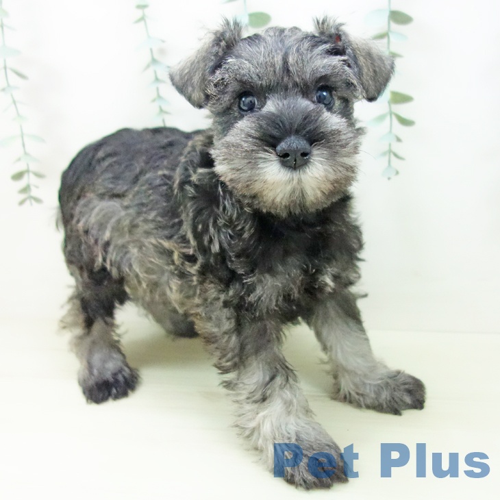 愛知県のミニチュアシュナウザー (ペットプラス 則武新町店/2025年11月8日生まれ/女の子/ソルトペッパー)の子犬の2枚目の画像