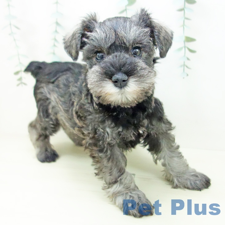 岐阜県のミニチュアシュナウザー (ペットプラス 各務原店/2025年11月8日生まれ/女の子/ソルトペッパー)の子犬の1枚目の画像